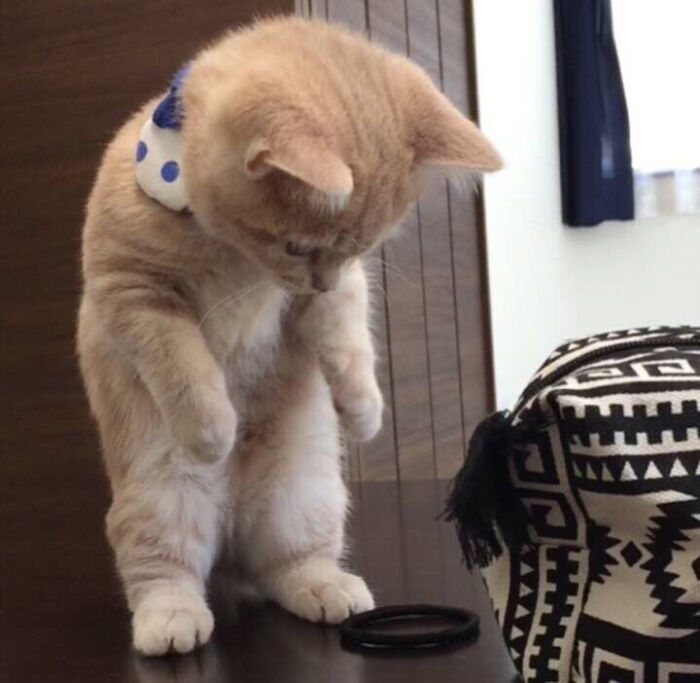 狗子怕猫：揭秘宠物间的神秘恐惧